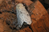 Lymantria dispar - Plakkervlinder