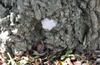 Ganoderma op stamvoet van oude Gleditsia triacanthos