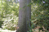 Klimmende inspectie in eeuwenoude Quercus robur met stormschade